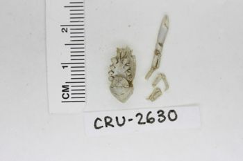 Media type: image;   Invertebrate Zoology CRU-2630 Description: Preserved specimen.;